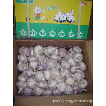 New Season Crop Garlic (4.5cm, 5.5cm, 5.5cm, 6.0cm)